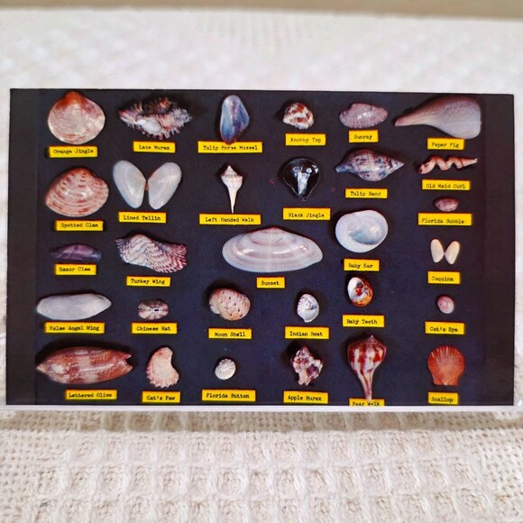 Vintage Shell Chart Waters Beaches of Florida Lusterchrome Tichnor Postcard UNP - Picture 1 of 7